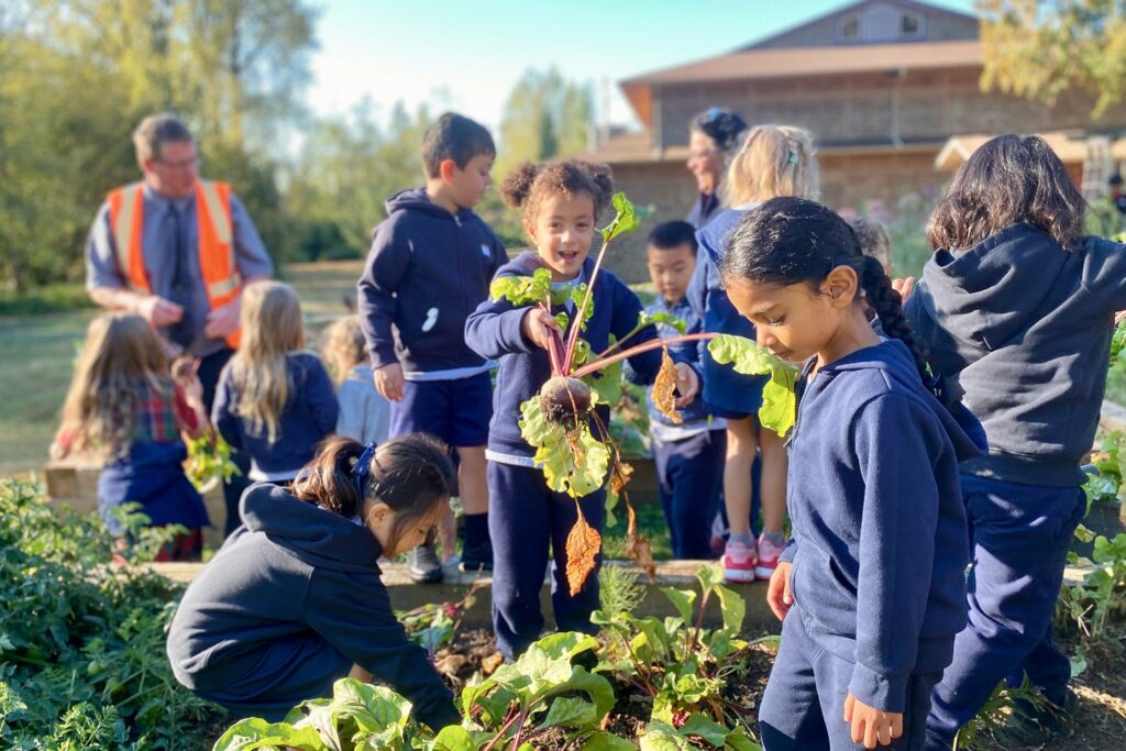 The King's School students help harvest vegetables.